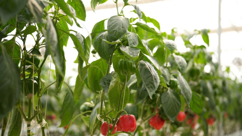 Polyhouse farming Conditions