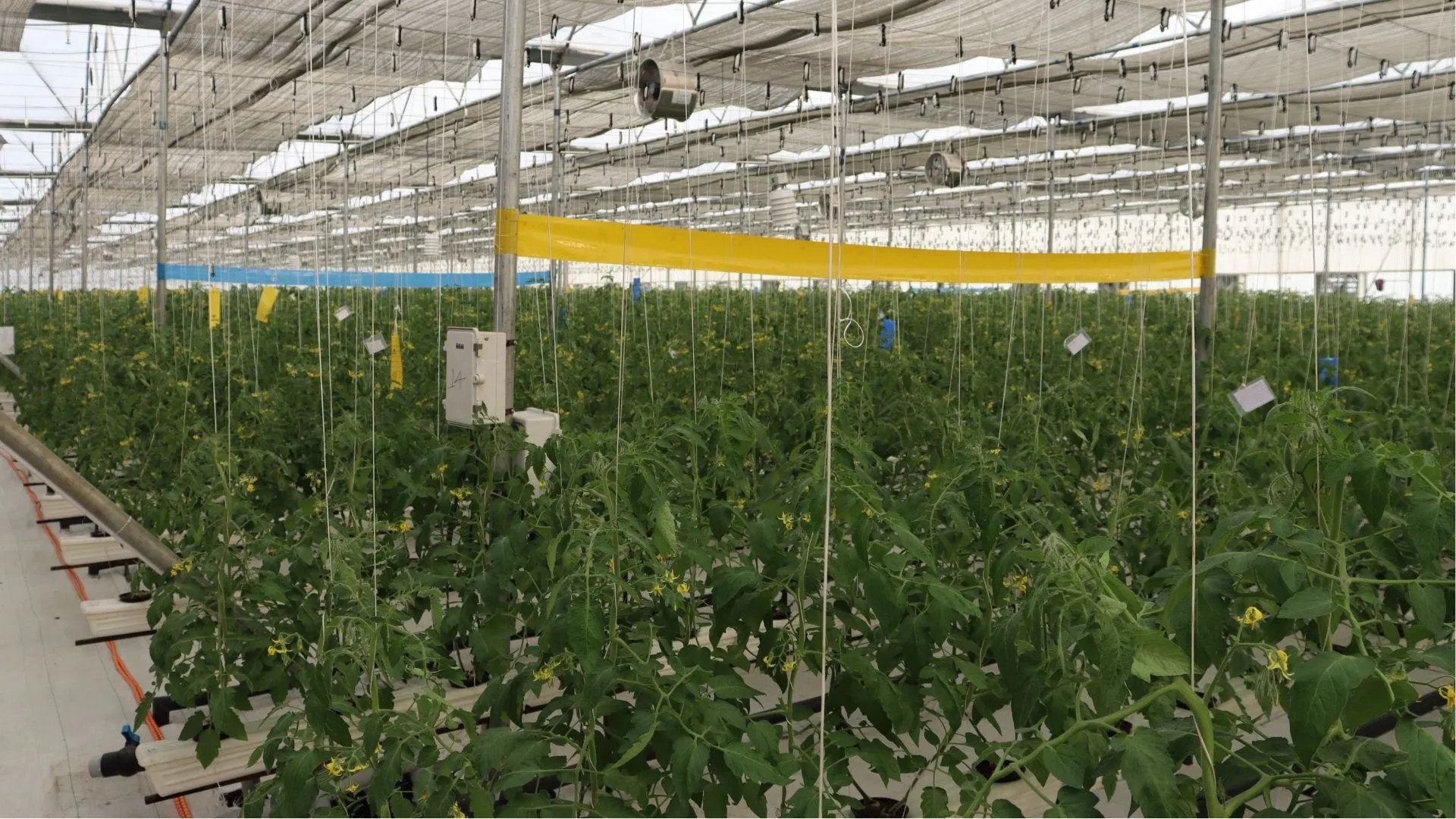 Polyhouse farming Conditions