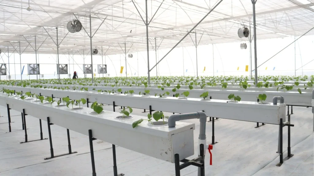 Temperature Control Ensures Harvest