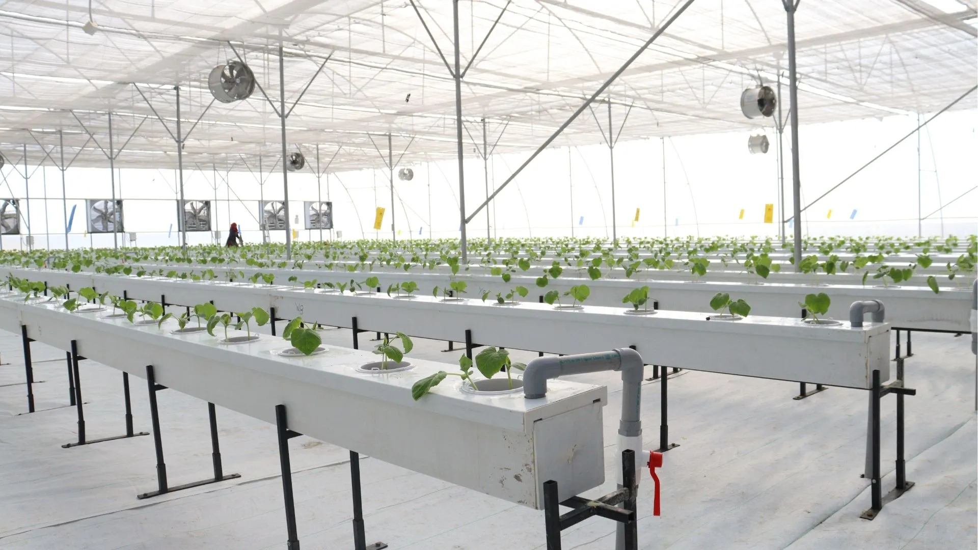 Temperature Control Ensures Harvest