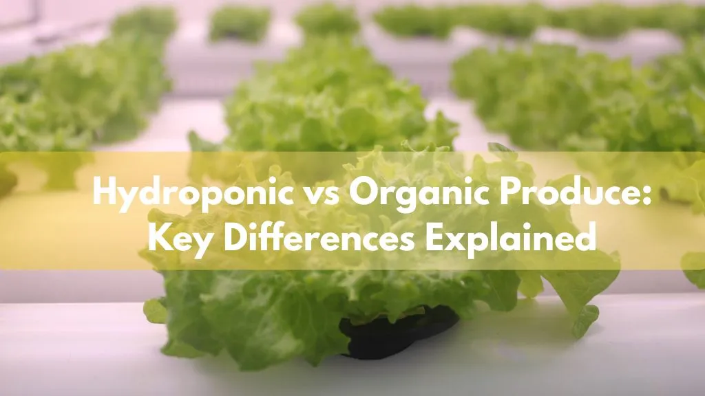 Hydroponic vs Organic Produce
