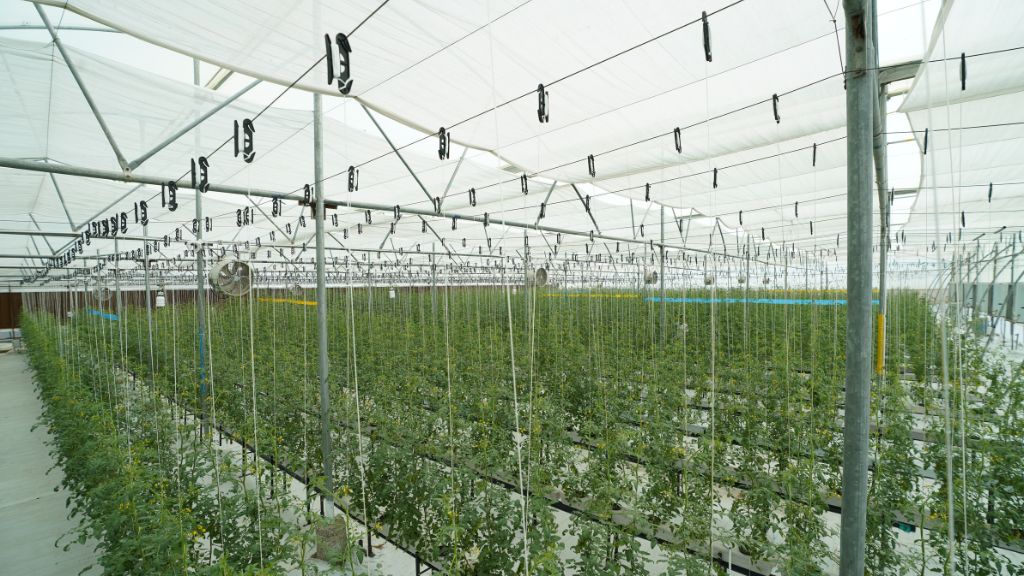 Hydroponic vs Organic Produce