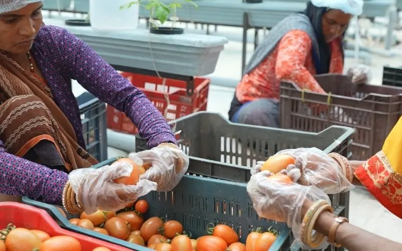 Before Vegetables Reach the Market