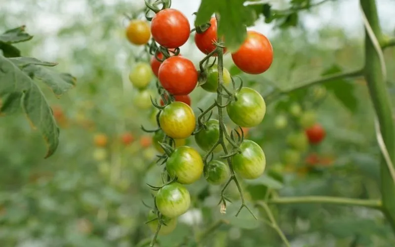 Vegetable Quality in India