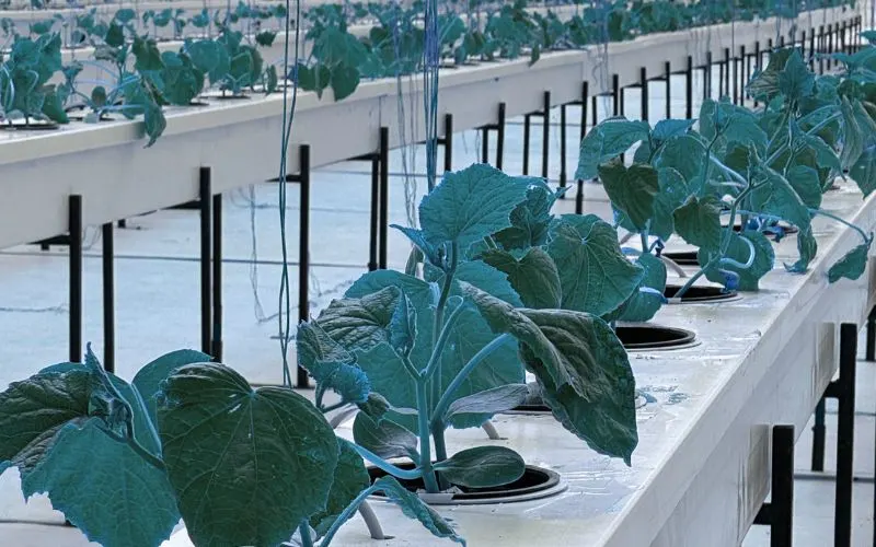 Hydroponics Farming